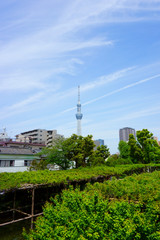 Naklejka premium Relaxing gardens in Kameido Tenjin Shrine. Tokyo Skytree towers behind the shrine, adding a sleek modern element to the scene
