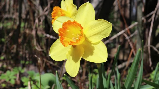 Flowers daffodils swaying in the wind in the garden