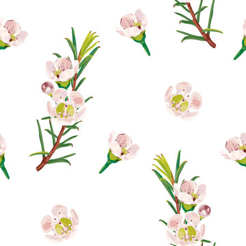 Сhamelaucium (Waxflower, Geraldton Wax-flower). A seamless pattern with delicate pink flowers of a chamelaucium. Botanical pattern. Vector stock illustration on a white background.