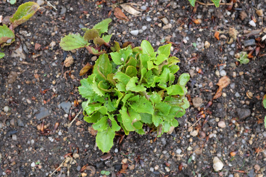 Mimulus Luteus (Phrymaceae), Outdoor Plants 2020