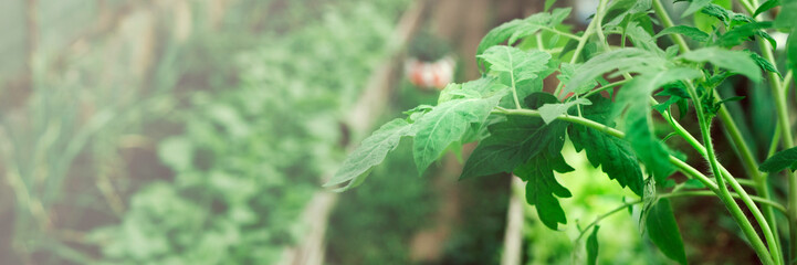 Tomato seedlings, gruwth