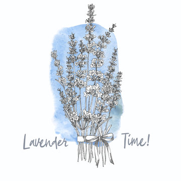 Bouquet of hand drawn sketch of Lavender flower and cute bows isolated on white background. France provence retro pattern for romantic fresh design concept Natural lavander Vintage illustration