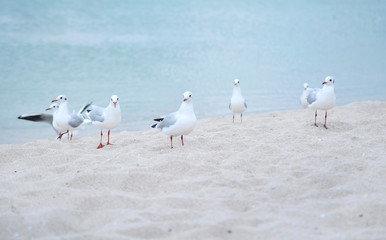 Seagulls on the beach.