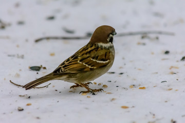 Forest birds live near the feeders in winter