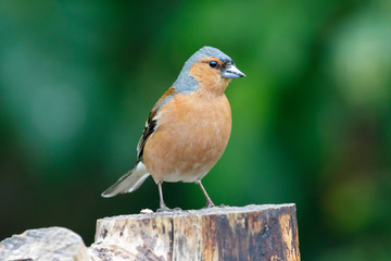 Male Chaffinch (Fringilla coelebs) UK garden