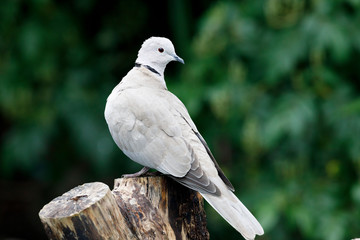 Collared dove (Streptopelia decaocto) , UK garden.