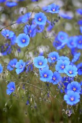 blue flowers in the garden