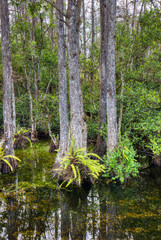 Cypress trees in swamp in Sweetwater Slough on Loop Road in Big Cypress National Preserve in Florida