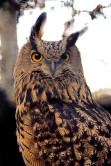 Uhu beobachtet seine Umgebung. Das Gefieder weht im Wind.