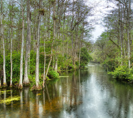 Obraz premium Cypress trees in swamp in Sweetwater Slough on Loop Road in Big Cypress National Preserve in Florida