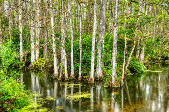 Cypress trees in swamp in Sweetwater Slough on Loop Road in Big Cypress National Preserve in Florida