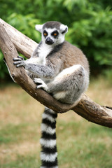 Ein Lemur auf einem Ast.