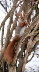 Eichh&ouml;rnchen frisst eine Nuss auf einem Ast im Winter.