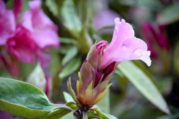 Pink Rhododendron Bud 02