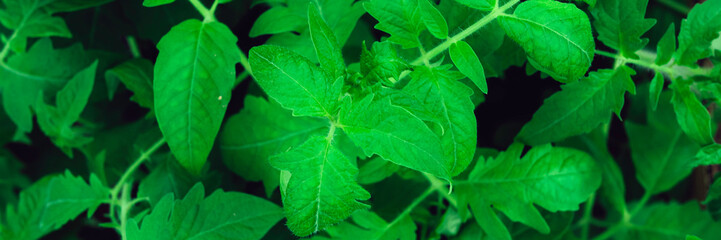 Seedling tomato leaf macro