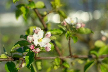 Apple tree branch in bloom. Beautiful nature scene with blooming trees and sun flare. Beautiful orchard. Springtime