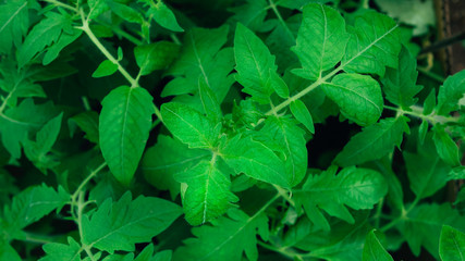 Fototapeta na wymiar Seedling tomato leaf macro