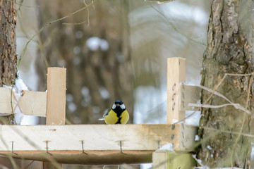 Forest birds live near the feeders in winter