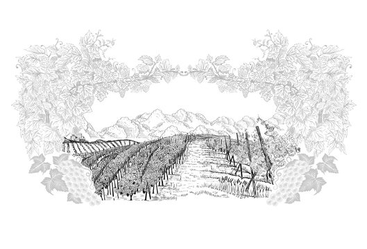 Landscape of vineyard inside of decorative Frame from grapes and vines, hand drawn in sketch style. Vector illustration isolated on white