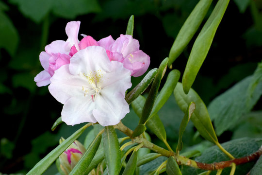 Rhody Bilder – Durchsuchen 300 Archivfotos, Vektorgrafiken und Videos ...