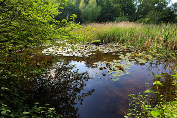 A swamp with reeds in back light