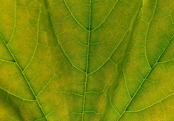 Naklejka na ściany i meble Close up of a green leaf texture 