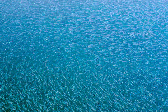 small fish flock top view above water © Ela