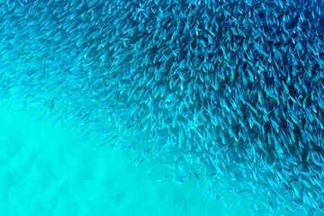 small fish flock top view above water surface
