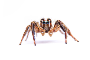 jumping spider isolated on white background.