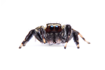 jumping spider isolated on white background.