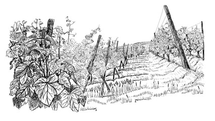 Landscape with of vineyard. Closeup bushes of grapes on hill. illustration in sketch style isolated on white background