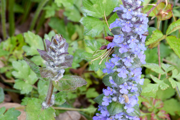 Bugleweed 02
