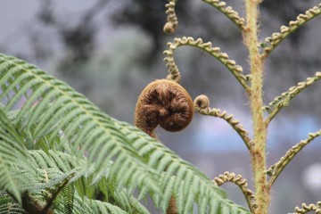 Form of an embryo on a plant