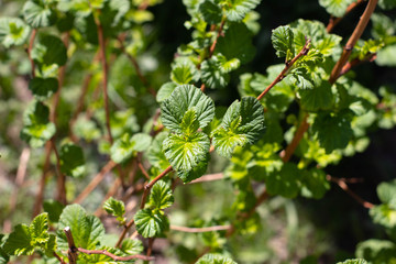 Natural background: young spring foliage, shrub. The photo