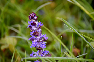 Bugleweed 06