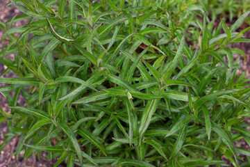 Penstemon hybr. (Sour Grapes), outdoor plants 2020