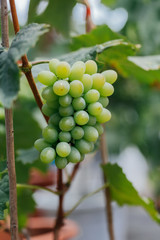 Green grape fruit and green leaves