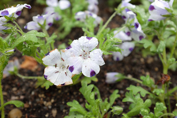 Nemophila maculata (Hydrophyllaceae), outdoor plants 2020