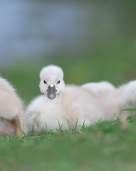 Obraz premium Newborn baby cygnet swan full body portrait on green grass