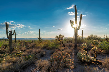 Saguaros at Sunset in Sonoran Desert near Phoenix, Arizona