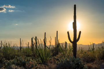 Saguaros at Sunset in Sonoran Desert near Phoenix, Arizona