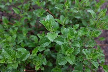 Salvia microphylla (Wild Watermelon), outdoor plants 2020