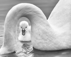Newborn baby cygnet framed by the submerged neck of the mother mute swan (pen) on Lake Katherine in Palos Heights, Illinois