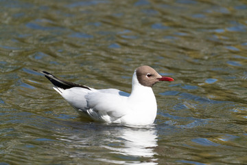 Black-headed gull.