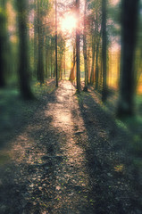 Obraz premium path in the forest