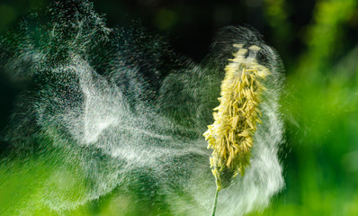 Eine Wolke aus Gräserpollen fliegt von Gras ab, Alopecurus pratensis Pollen abfliegend, fliegende...
