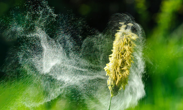 Eine Wolke aus Gräserpollen fliegt von Gras ab, Alopecurus pratensis Pollen abfliegend, fliegende Gräser Pollen, Gräserpollen fliegend, Graspollen werden vom Wind davongetragen