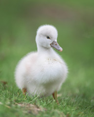 Newborn baby cygnet swan waddling across green grass
