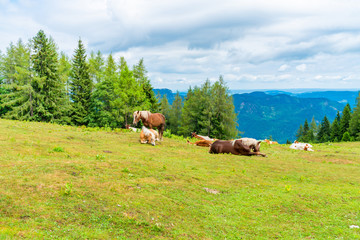 Horses and cows on a meadow on Zwolferhorn mountain near St. Gilgen in Salzkammergut region, Austria