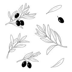 Set of olive branches with black olives. Vector elements isolated on white background. Hand drawn.